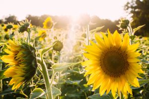 sunflowers-945407_1920