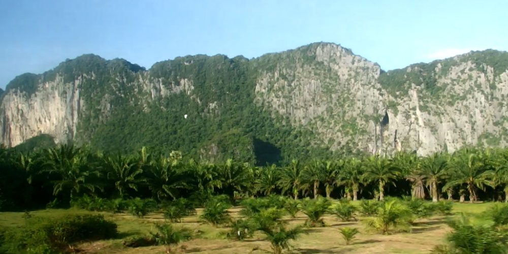 Viděl jsem, jak palmový olej ničí deštné lesy Jihovýchodní Asie. Co s tím můžeme udělat u nás doma?