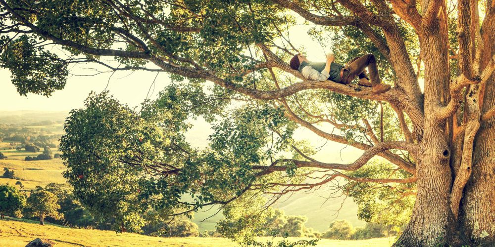 Objevili skrytou krásu propojenosti lesa. A navždy změnili způsob, jakým vnímáme stromy